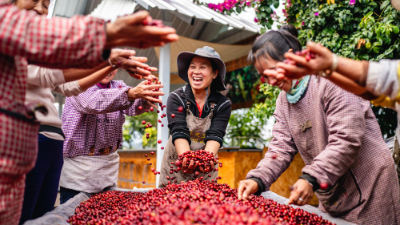 打好云南咖啡这张“王牌”