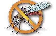 夏季，常见蚊虫如何应对